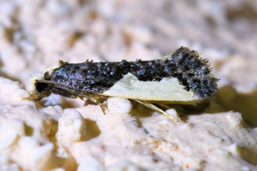 Réf. 329 621 : Monopis monachella